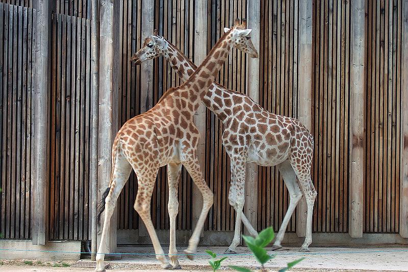 2010-06- (412).JPG - Aber auch einen kleinen zoologischen Garten findet man hier